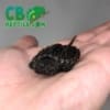 snapping Turtle for sale