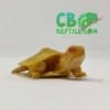 Albino Red Eared Slider Turtle for sale