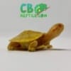 Albino Red Eared Slider Turtles