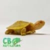 Albino Red Eared Slider Turtle