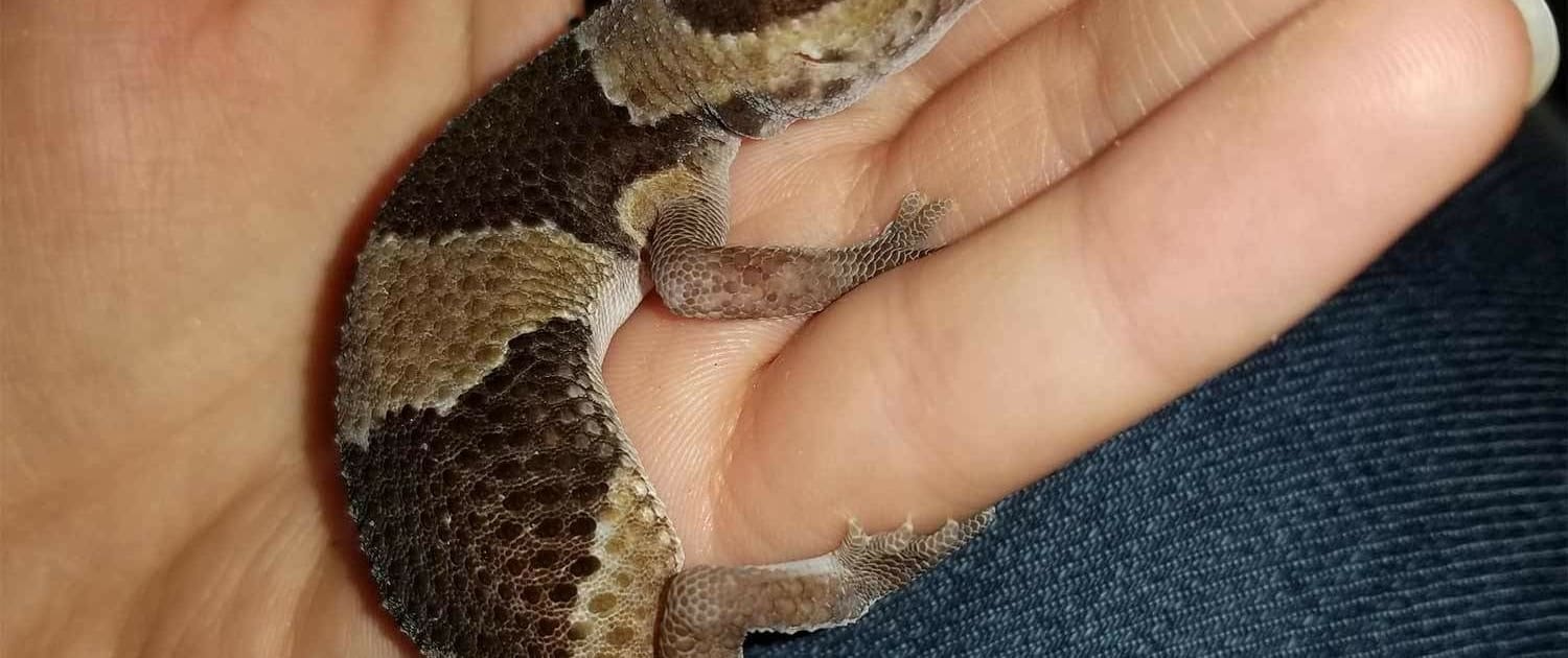 African Fat Tail gecko for sale