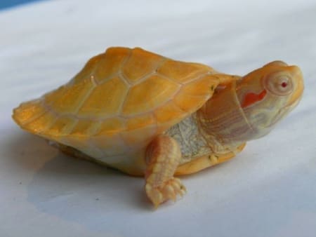 albino slider turtle for sale