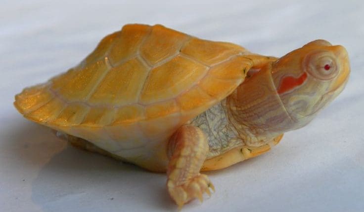 albino slider turtle for sale