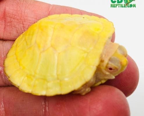 albino slider turtle for sale