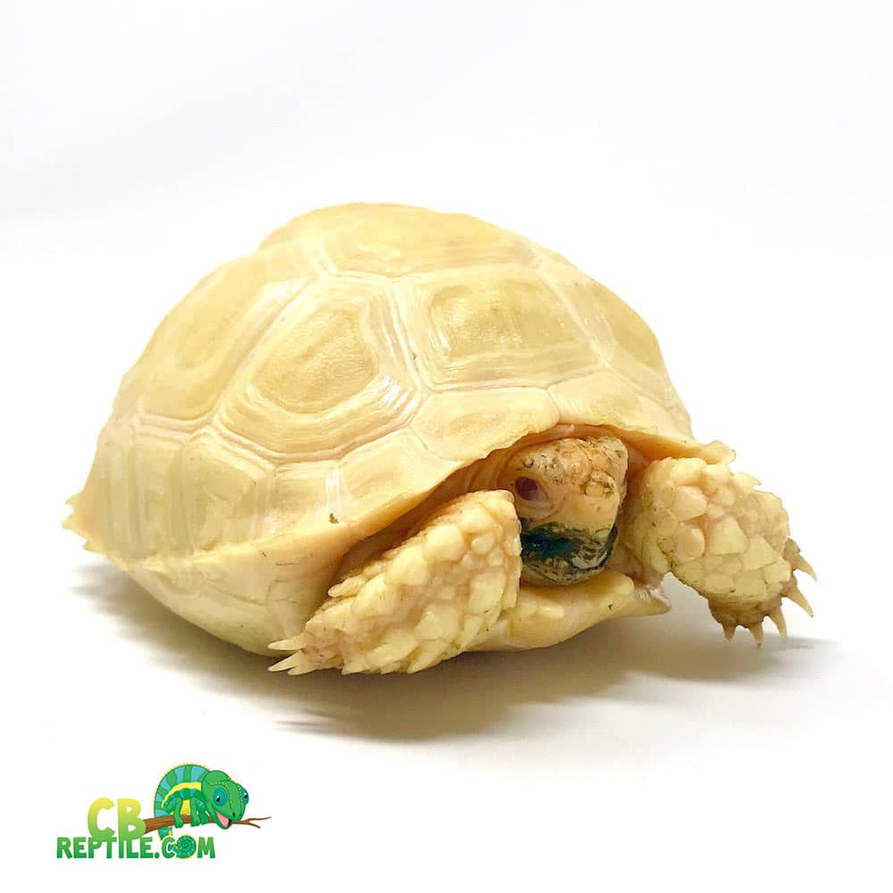 Albino Sulcata tortoise for sale