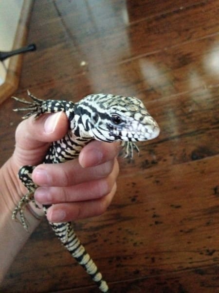 argentine tegus for sale