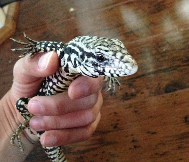 argentine tegus for sale