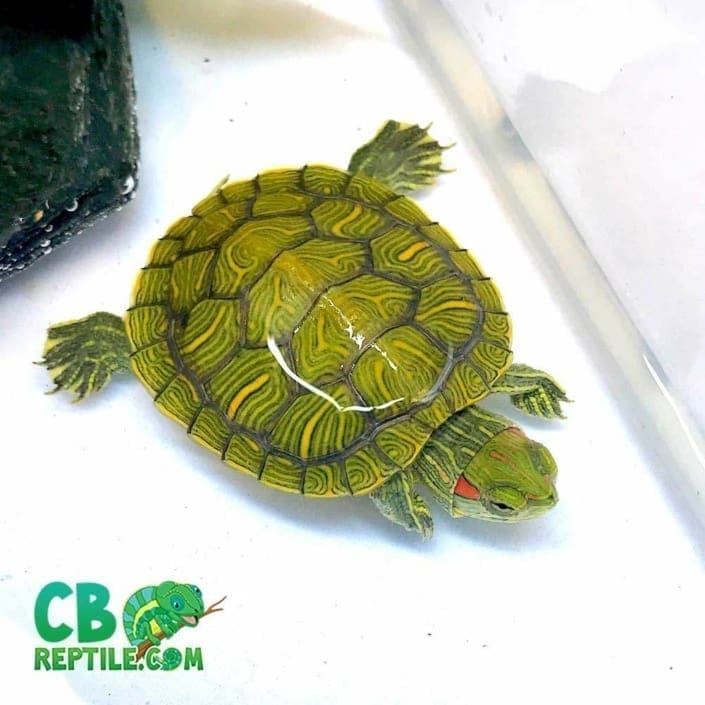 Red Eared slider turtle for sale online baby slider turtles for sale