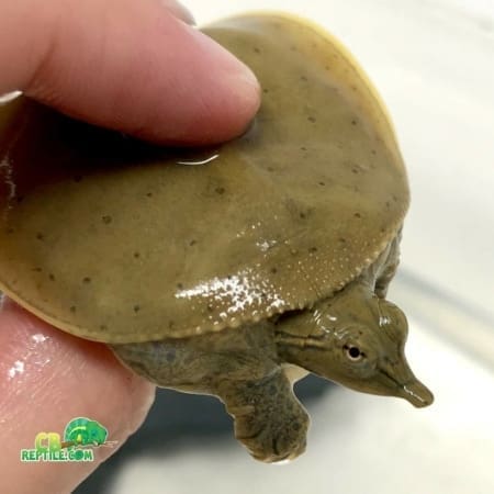 baby spiny softshell turtle