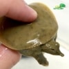 baby spiny softshell turtle for sale
