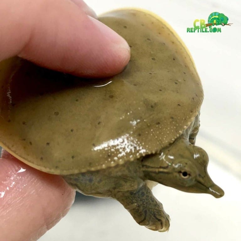 Spiny Softshell turtle - CB Reptile | Geckos for sale | Chameleons for ...