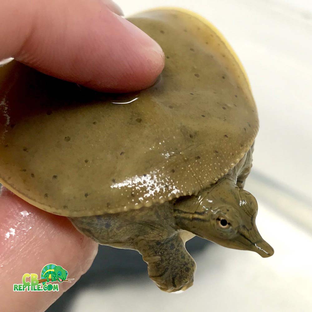 Spiny Softshell Turtle. Baby spiny Softshell Turtle. Черепаха софтшелл.