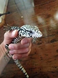 black and white argentine tegu