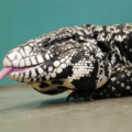 black and white tegu for sale