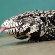 black and white tegu for sale