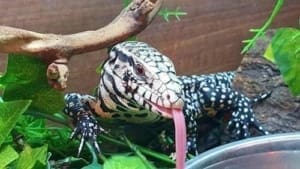 black and white tegu for sale