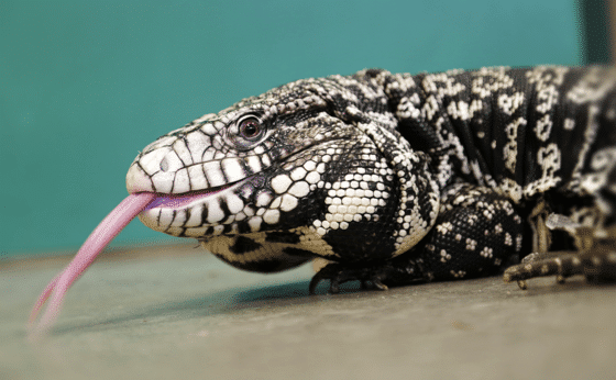 black and white tegu for sale