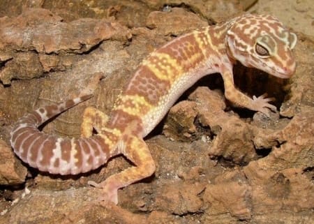 chocolate albino leopard gecko for sale