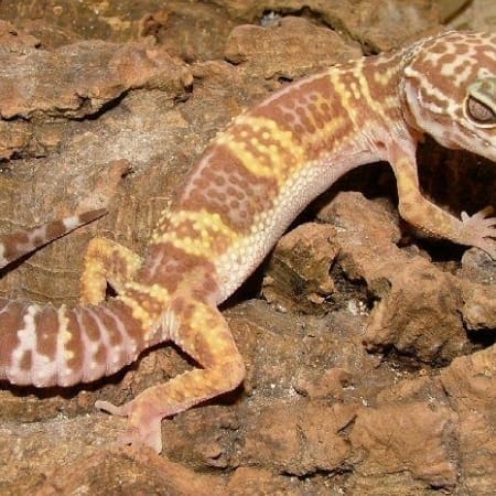 chocolate albino leopard gecko for sale