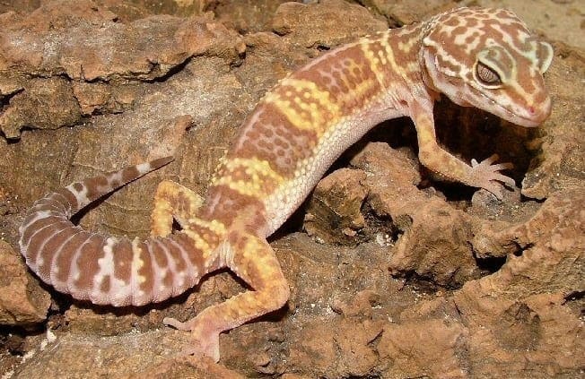 chocolate albino leopard gecko for sale