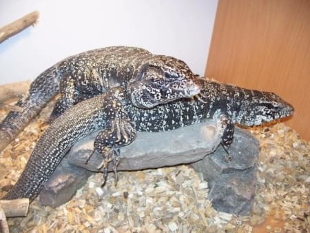 columbian tegu for sale - Image 2