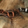 japanese cave geckos for sale