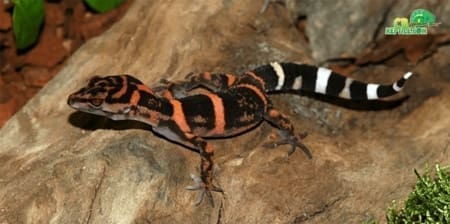 japanese cave geckos for sale