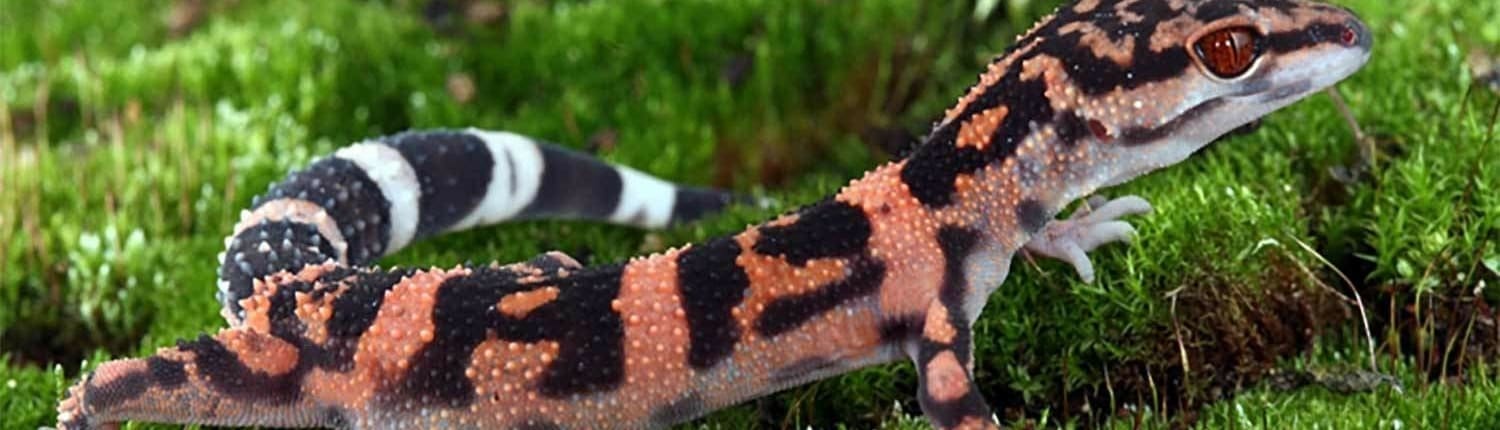 japanese cave gecko for sale