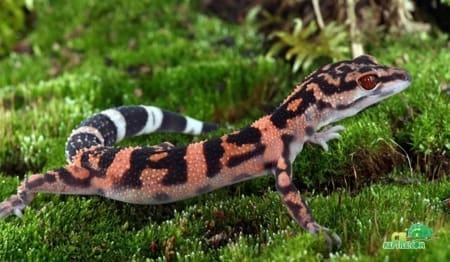 japanese cave gecko for sale