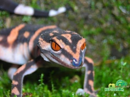 Japanese Cave gecko for sale - Image 2
