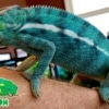 Nosy Be Panther Chameleon