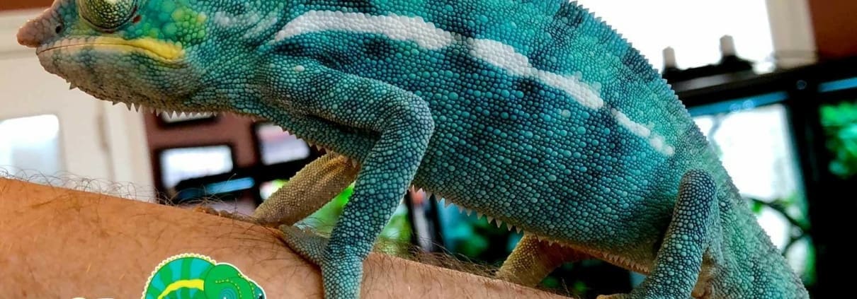 Nosy Be Panther Chameleon Nosy Be Panther Chameleon