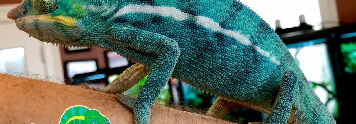 Nosy Be Panther Chameleon