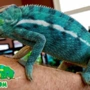 Nosy be panther chameleon for sale | Nosy be panther chameleons