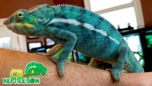 Nosy Be Panther Chameleon price