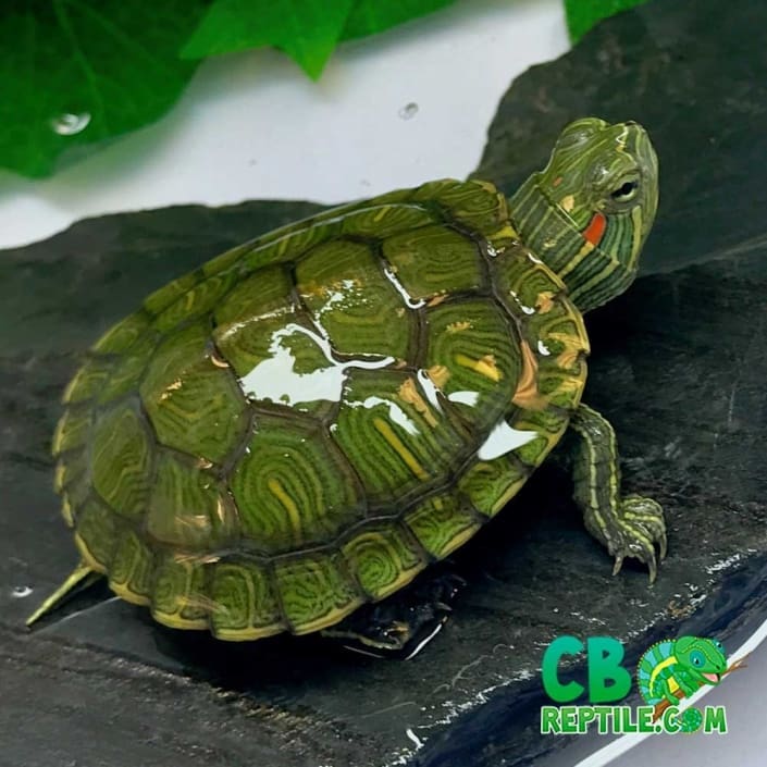 Red Eared slider turtle for sale online baby slider turtles for sale