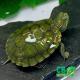 baby red ear slider turtle