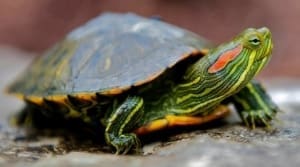 red eared slider turtle for sale