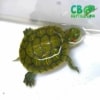 red eared slider turtle for sale