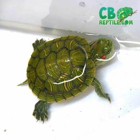 red eared slider turtle for sale