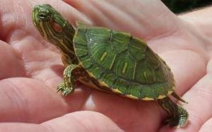 red ear slider turtle for sale