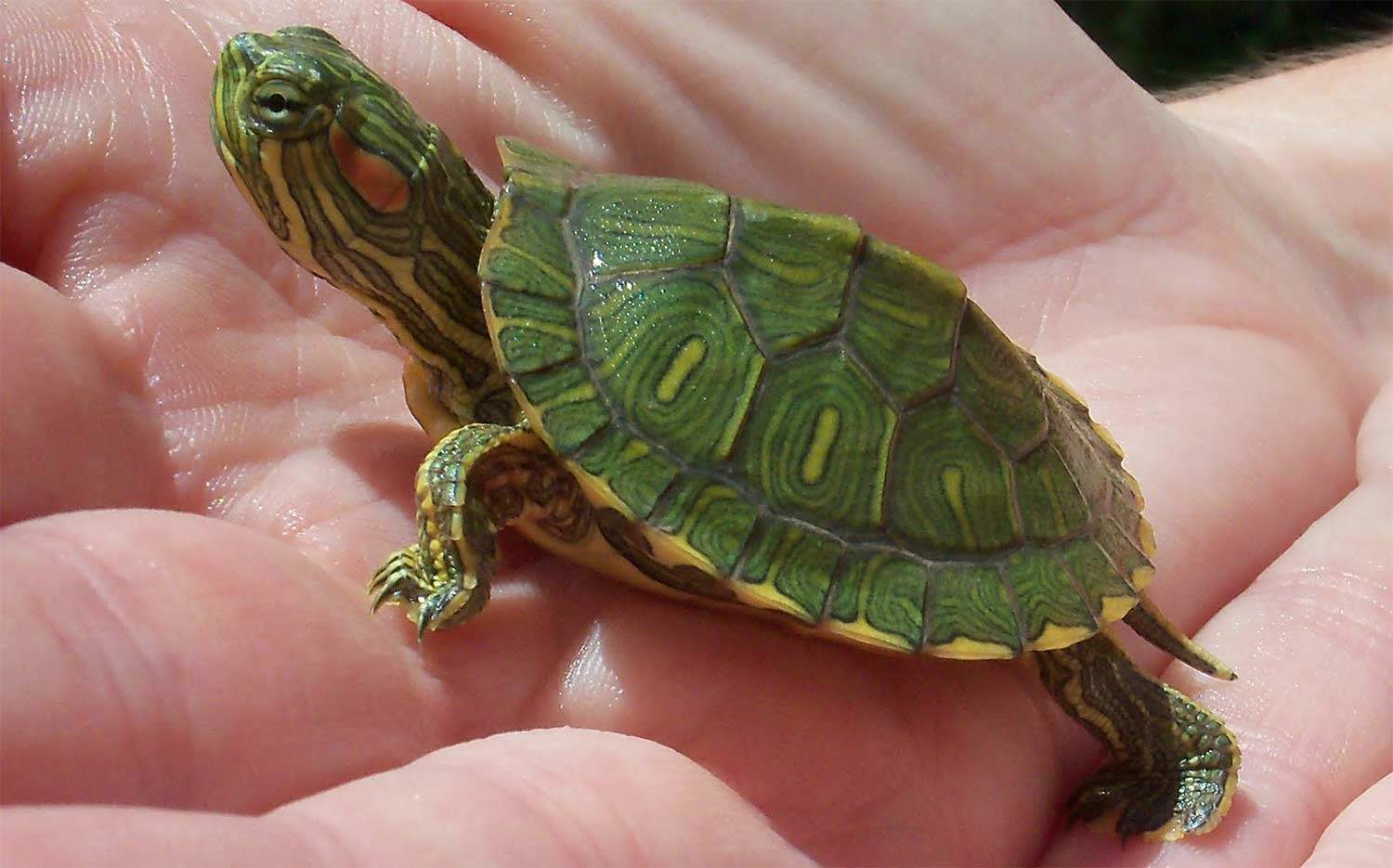 How to Buy a Turtle pics pics How to Buy a Turtle