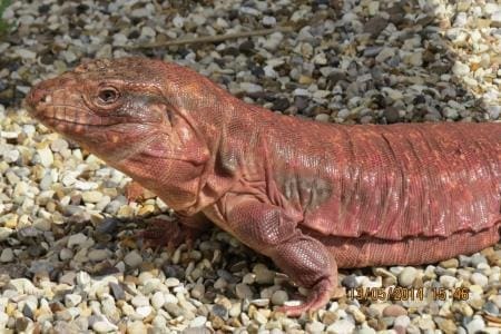 red tegu for sale