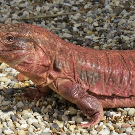 red tegu for sale