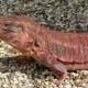 red tegu for sale