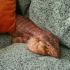 red tegus for sale