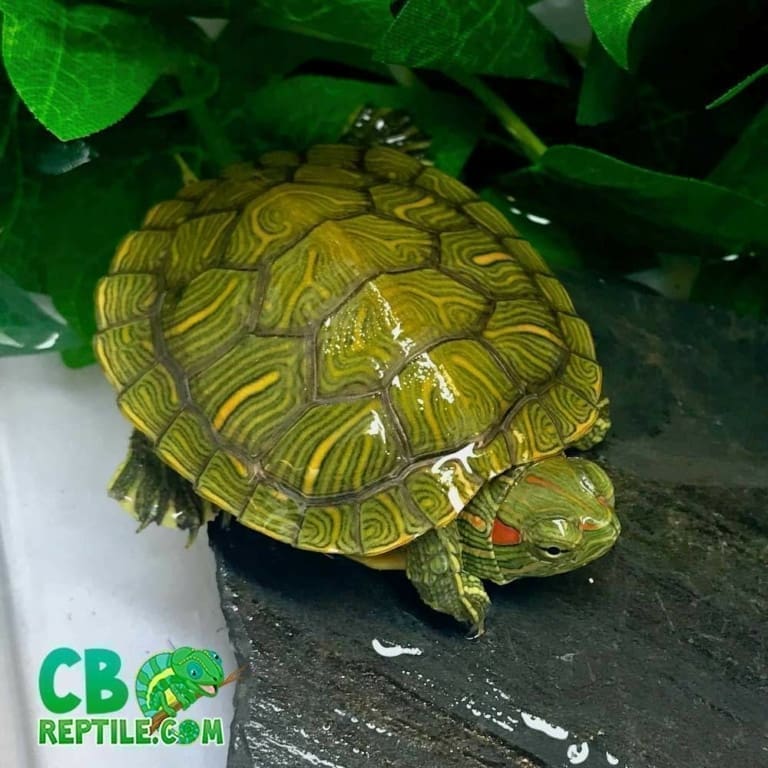 Red Eared slider turtle for sale online baby slider turtles for sale