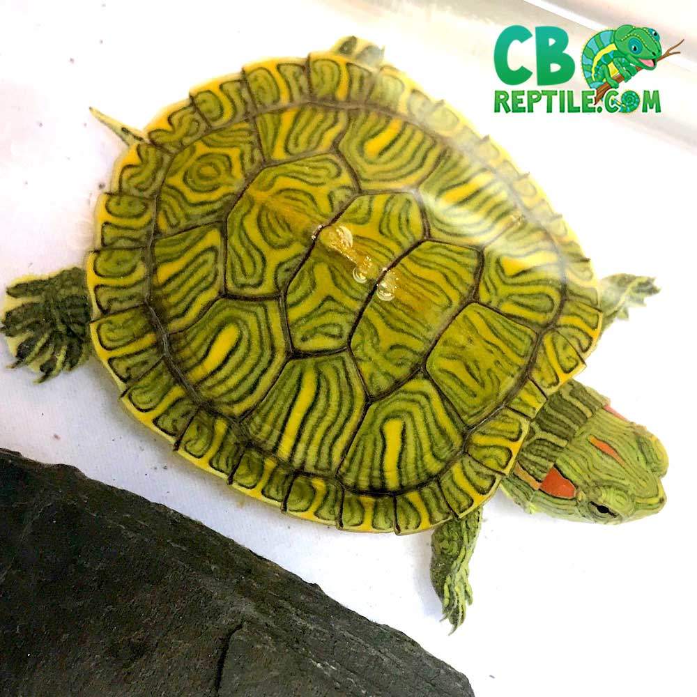 slider turtle for sale