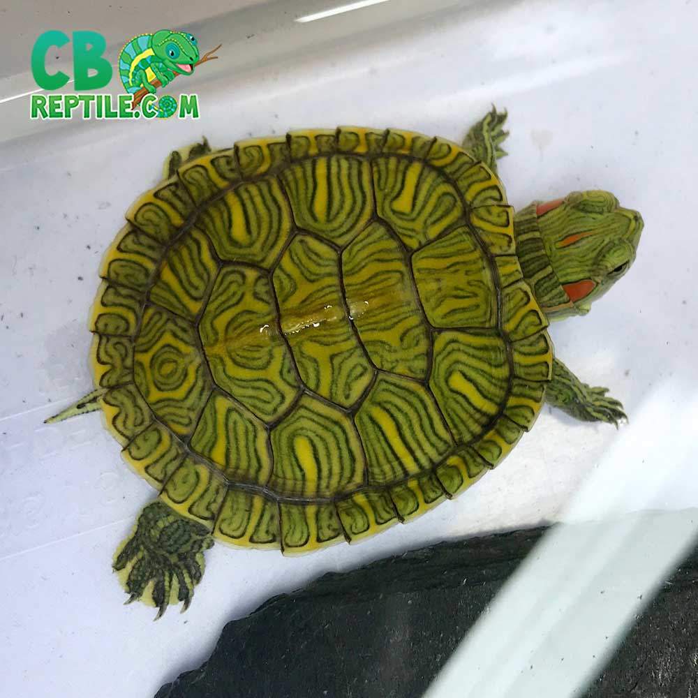 Slider turtles for sale