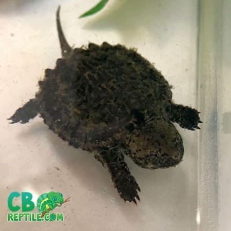 snapping turtle for sale